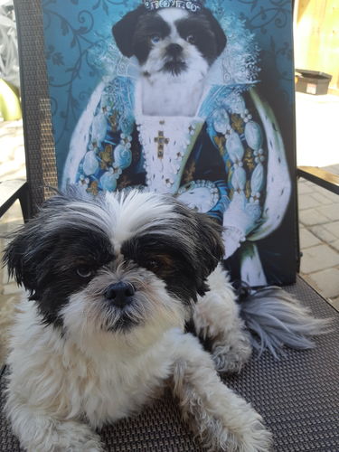 The Queen Custom Pet Portrait Canvas - Noble Pawtrait