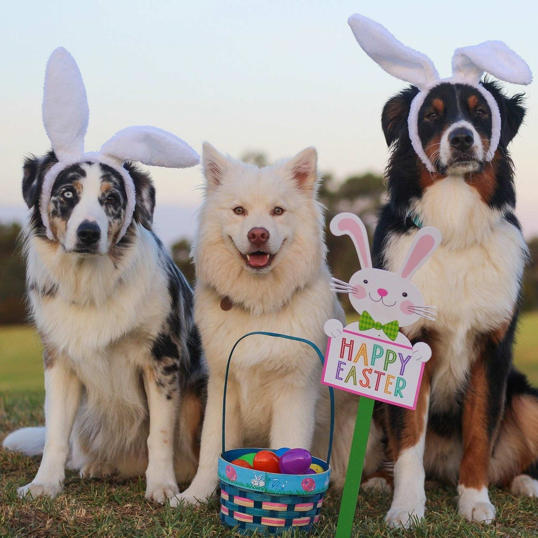 Noble Pawtrait’s Tips To Have A Fun And Safe Easter With Your Pet