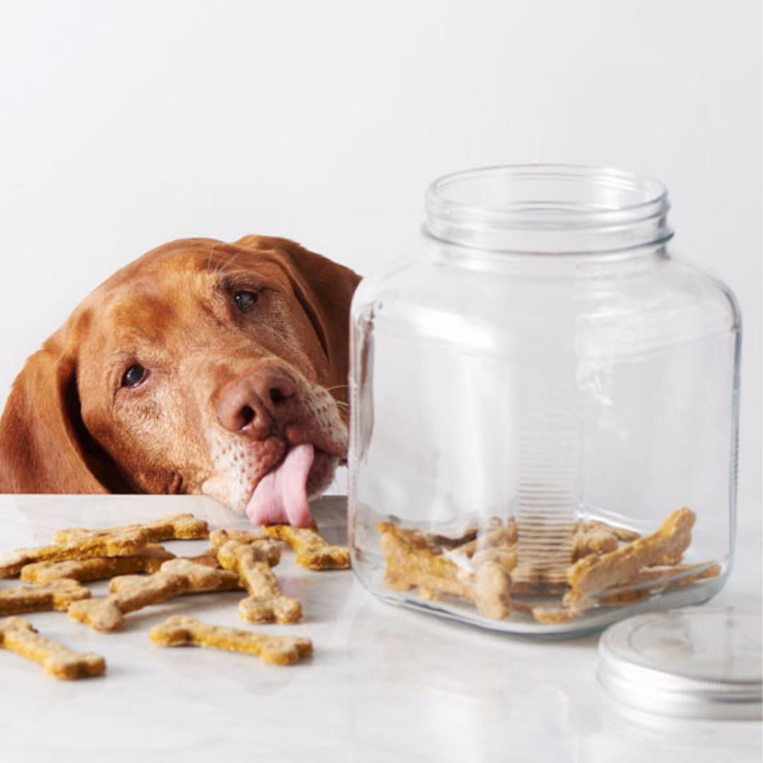 5 Best Homemade Dog Treat Recipes